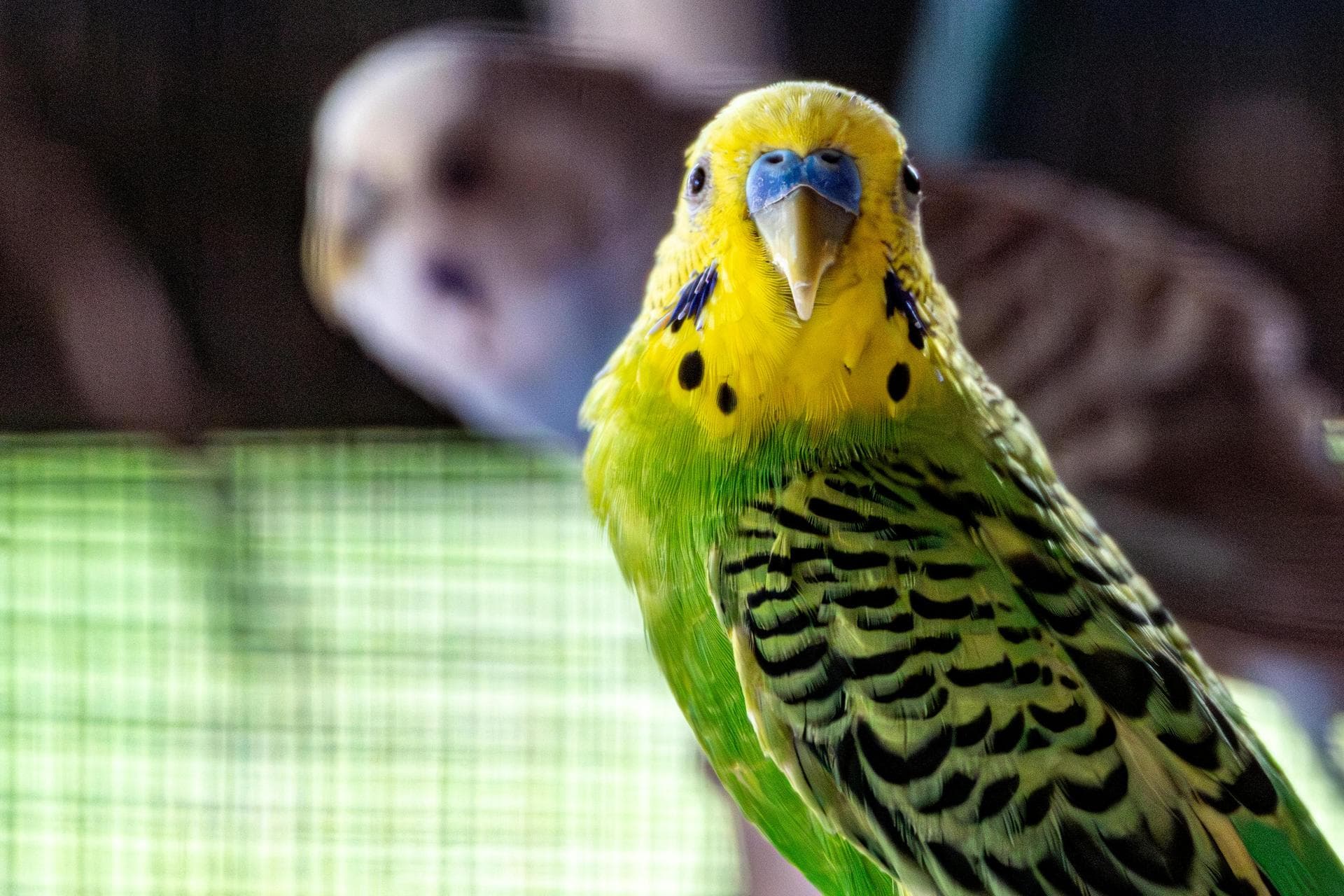 Emergency Vets in Hillsborough